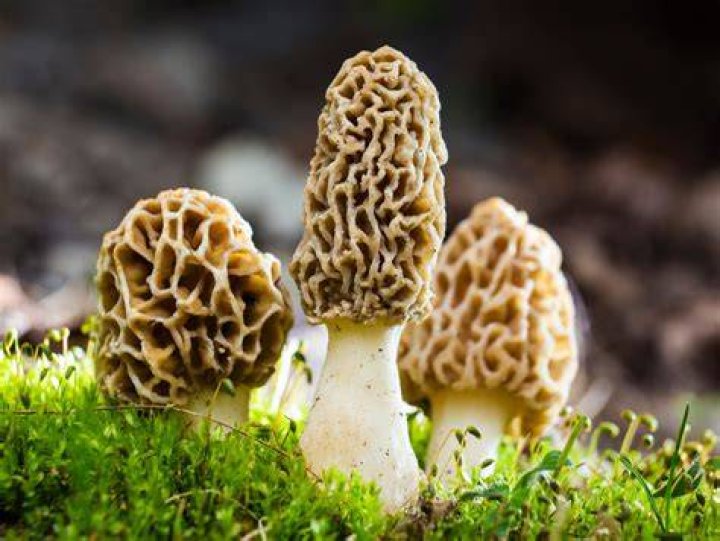B&eacute;n&eacute;dict Morel