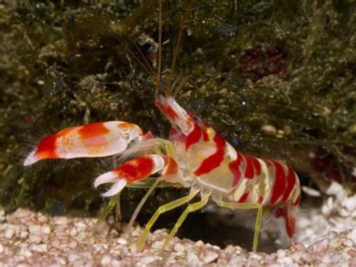 Can a pistol shrimp hurt a human?