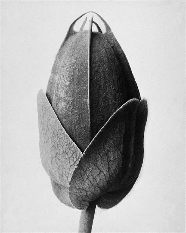 Karl Blossfeldt Karl Blossfeldt