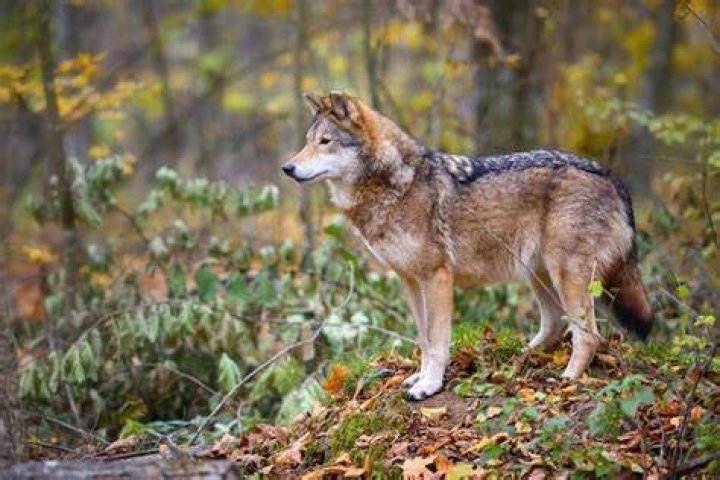 Lobo
