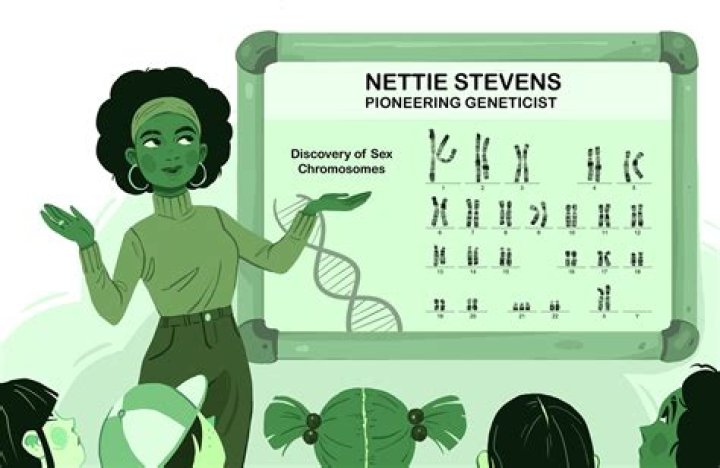 Nettie Stevens