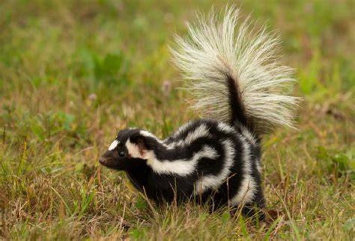 What is the skunks name in Looney Tunes?